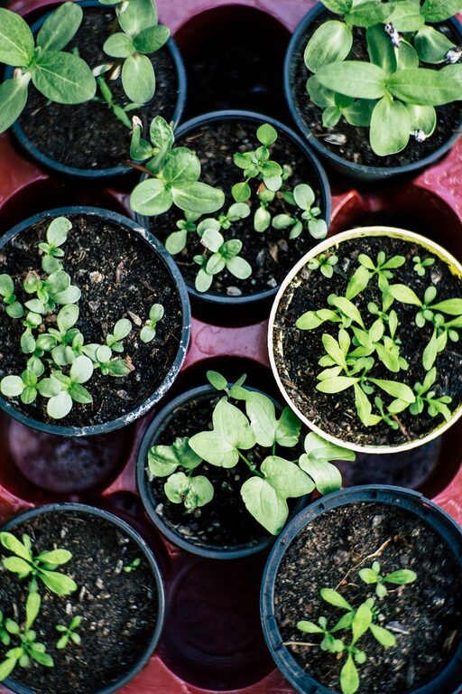 Tips for Creating an Engaging Home Garden for Beginners